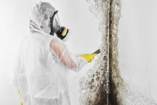 Best Mold Testing and Inspection Services in Hailey, ID