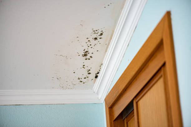 Best DIY Mold Remediation Support Services in Hailey, ID
