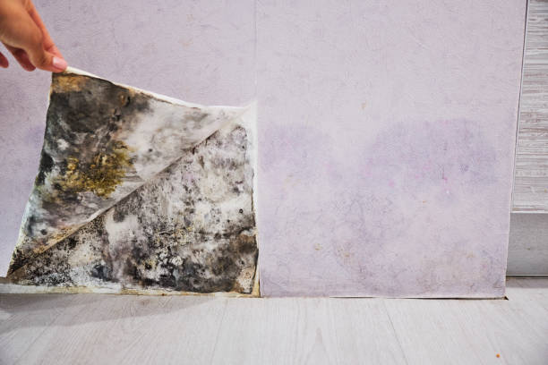 Best Basement Mold Remediation in Hailey, ID